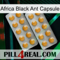 Africa Black Ant Capsule levitra2